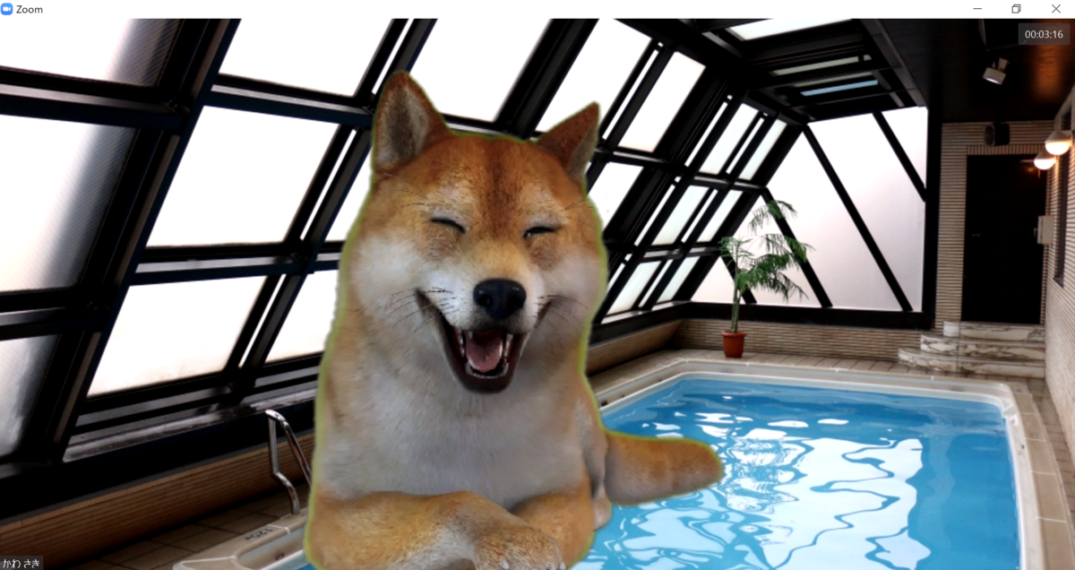 柴犬inプール