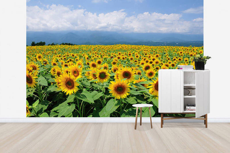 (PHOTOWALL / Sunflowers in Sunny Weather)