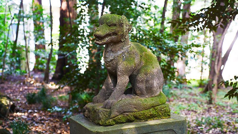 オオカミの狛犬（東京練馬区・土支田八幡宮）