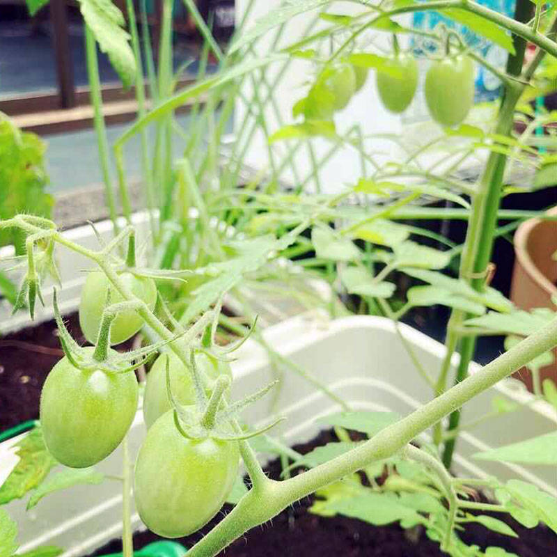 (阿部さんが家庭菜園で育てているトマト)