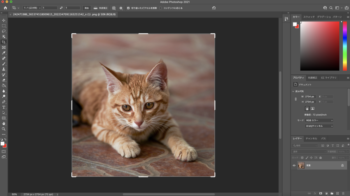 斎藤が処理した猫の画像