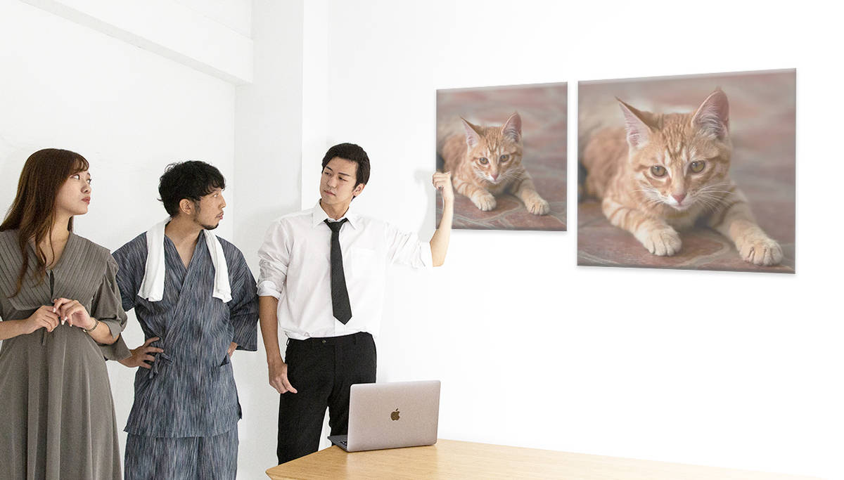 猫の比較画像