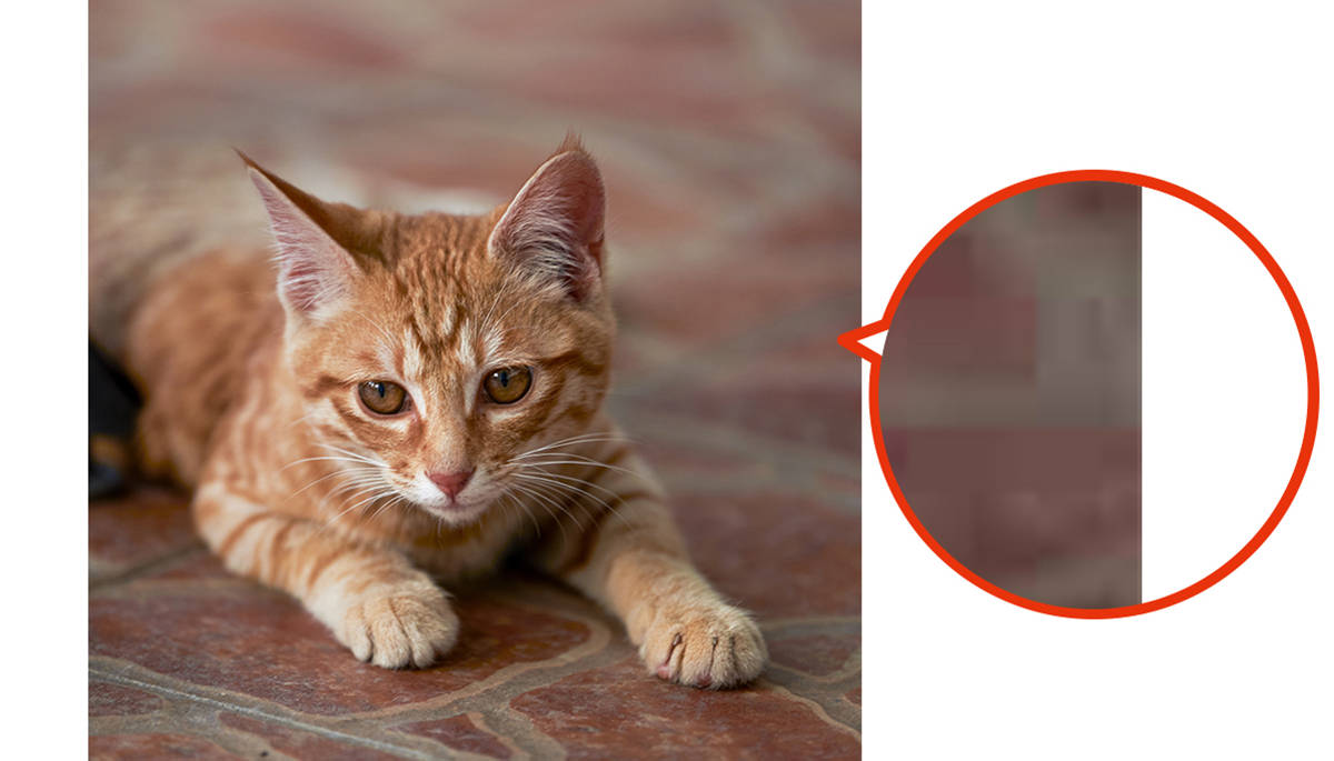 猫の拡大画像