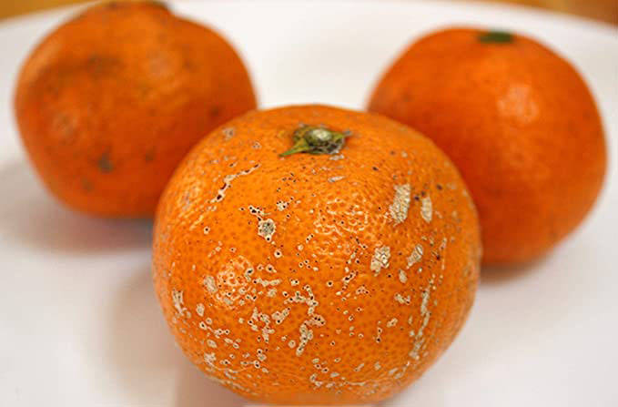 f:id:sakumaga:20211206165316j:plain