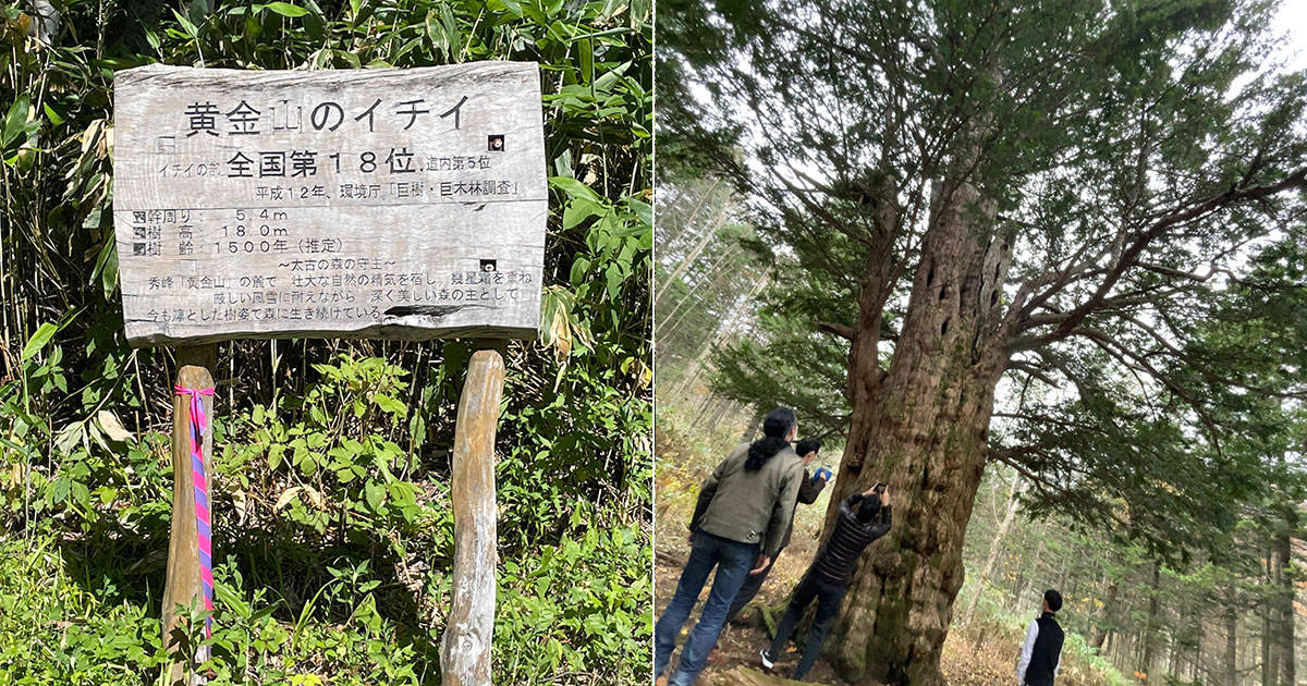 黄金山にある「イチイの木」訪問
